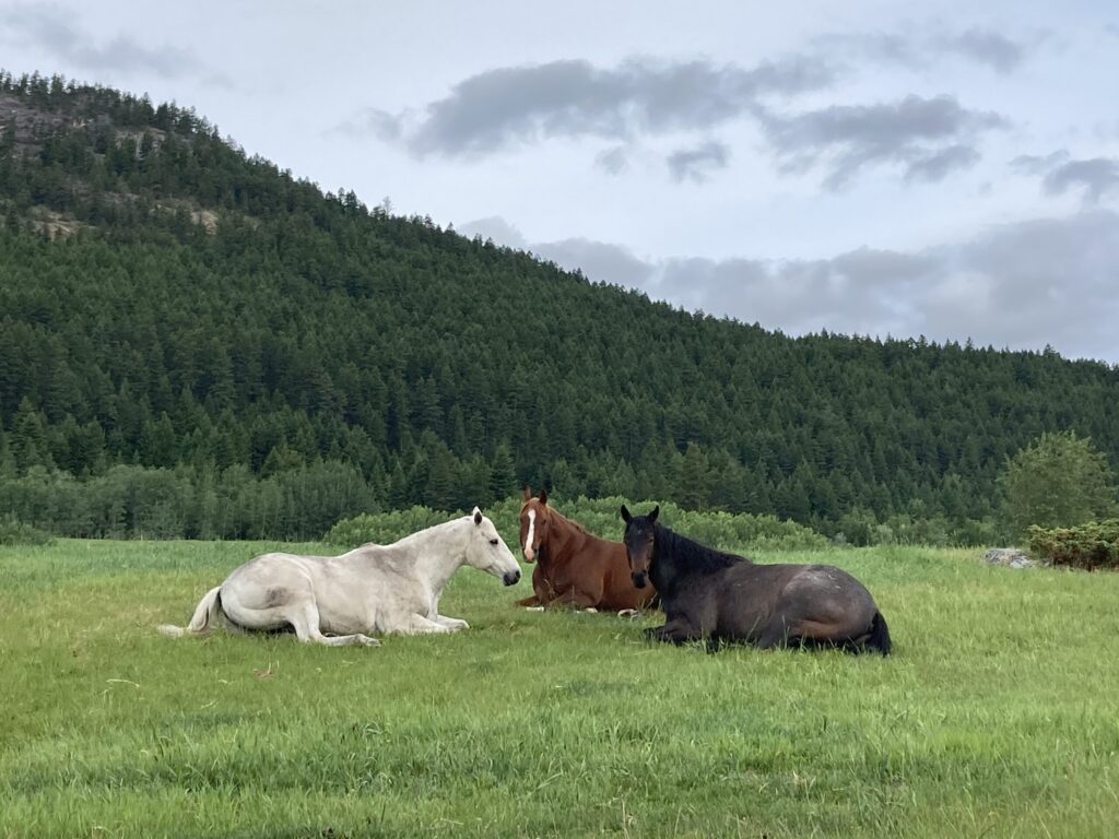 Mulligan Mobile Vet Horses Laying In Grass